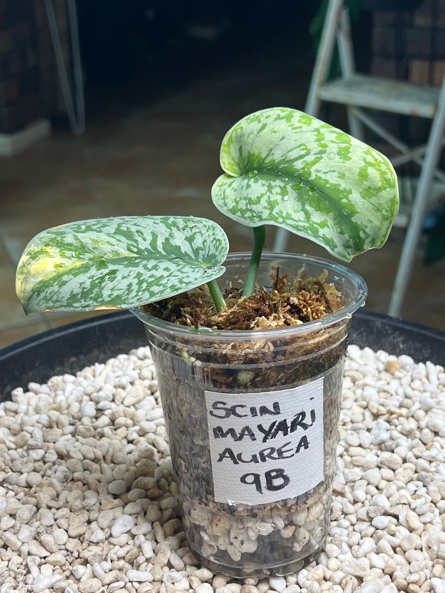 Scindapsus Mayari Aurea