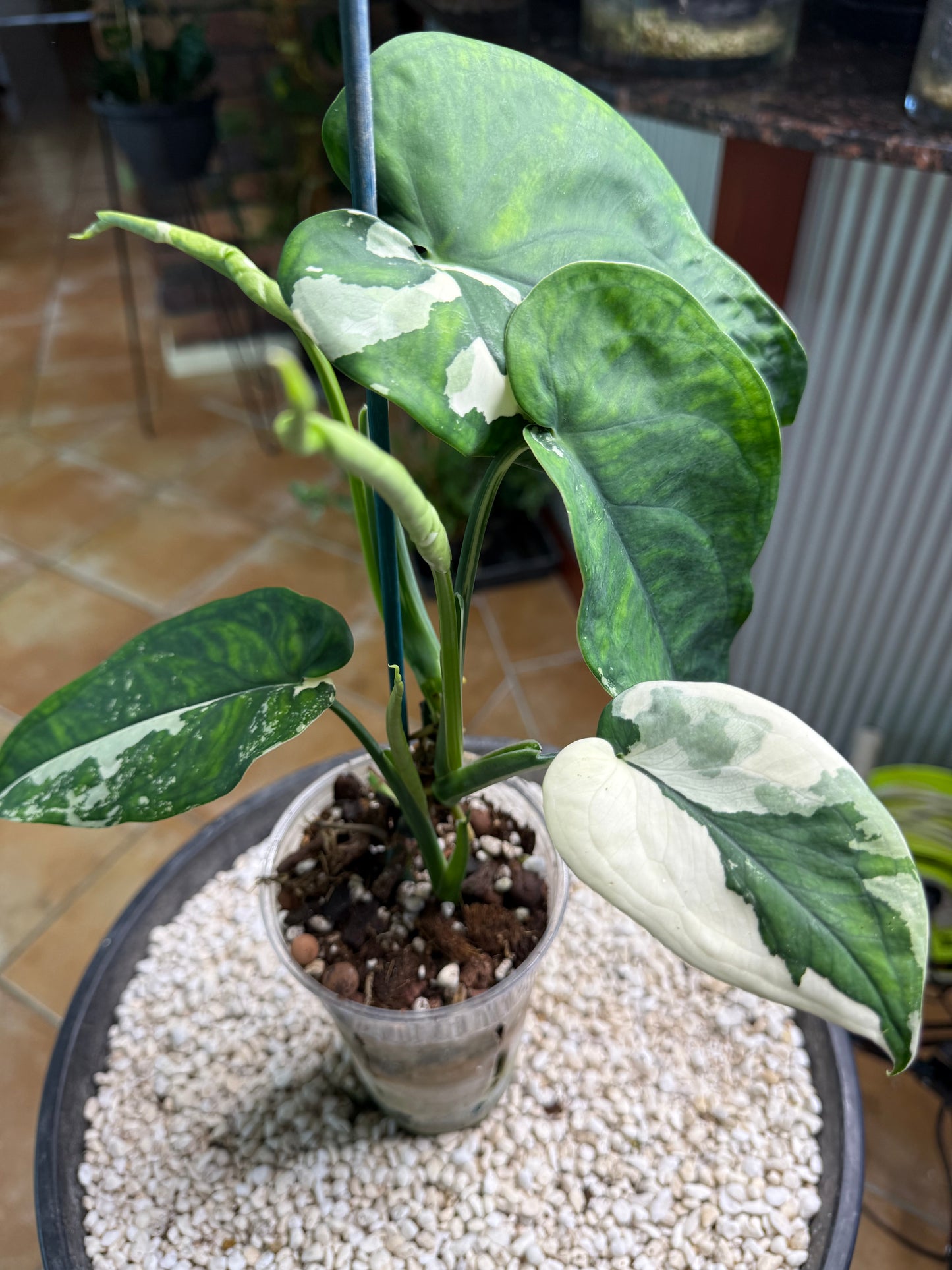 Syngonium Chiapense Variegated 4leaves 3 about to open