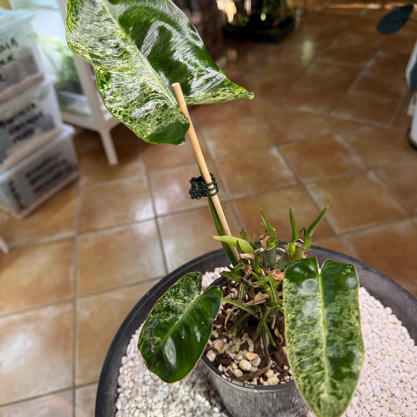 Philodendron Burle Marx Mint - PBM