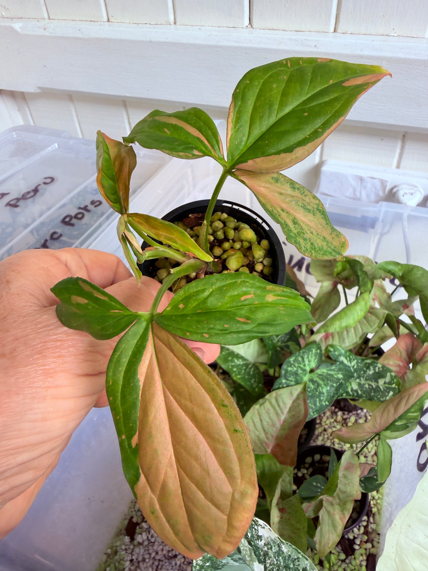 Syngonium Red Spot