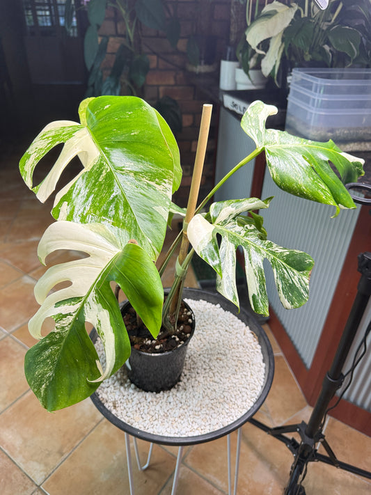 Monstera Borsigana Variegated - MBA