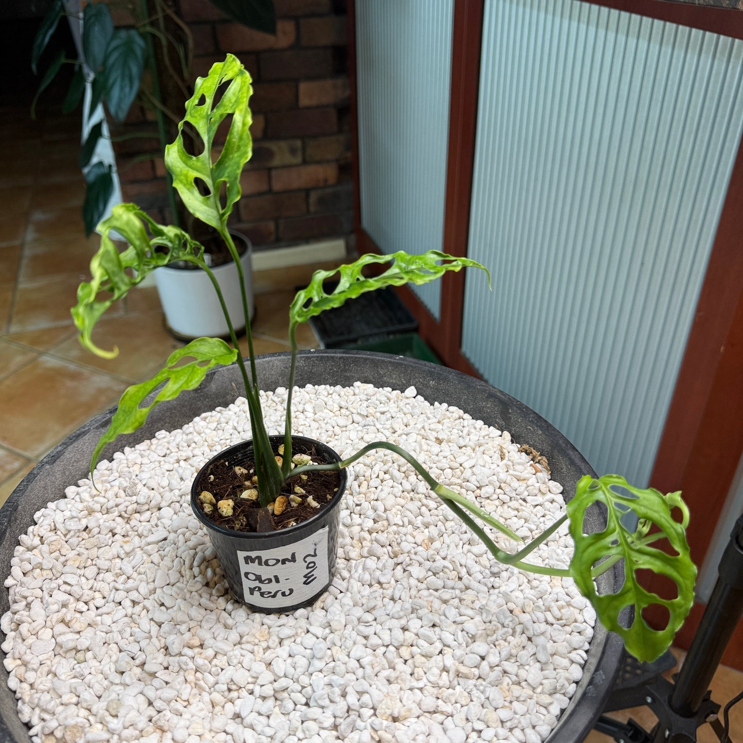 Monstera obliqua Peru - MO2
