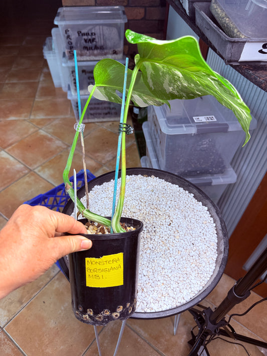 Monstera Borsigana Variegated - MB1