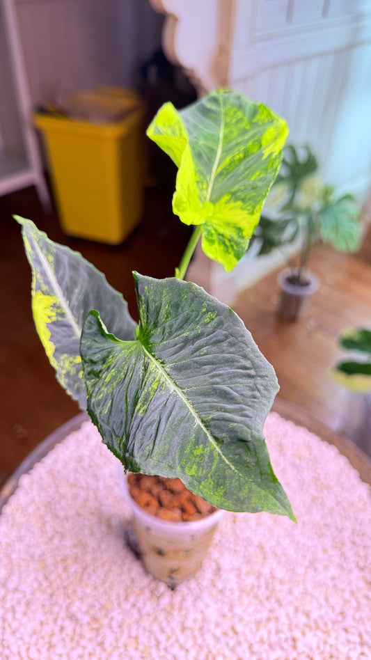 Syngonium Scrambled Eggs - SEb