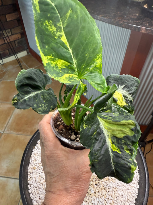 Syngonium Scrambled Eggs - SE2B