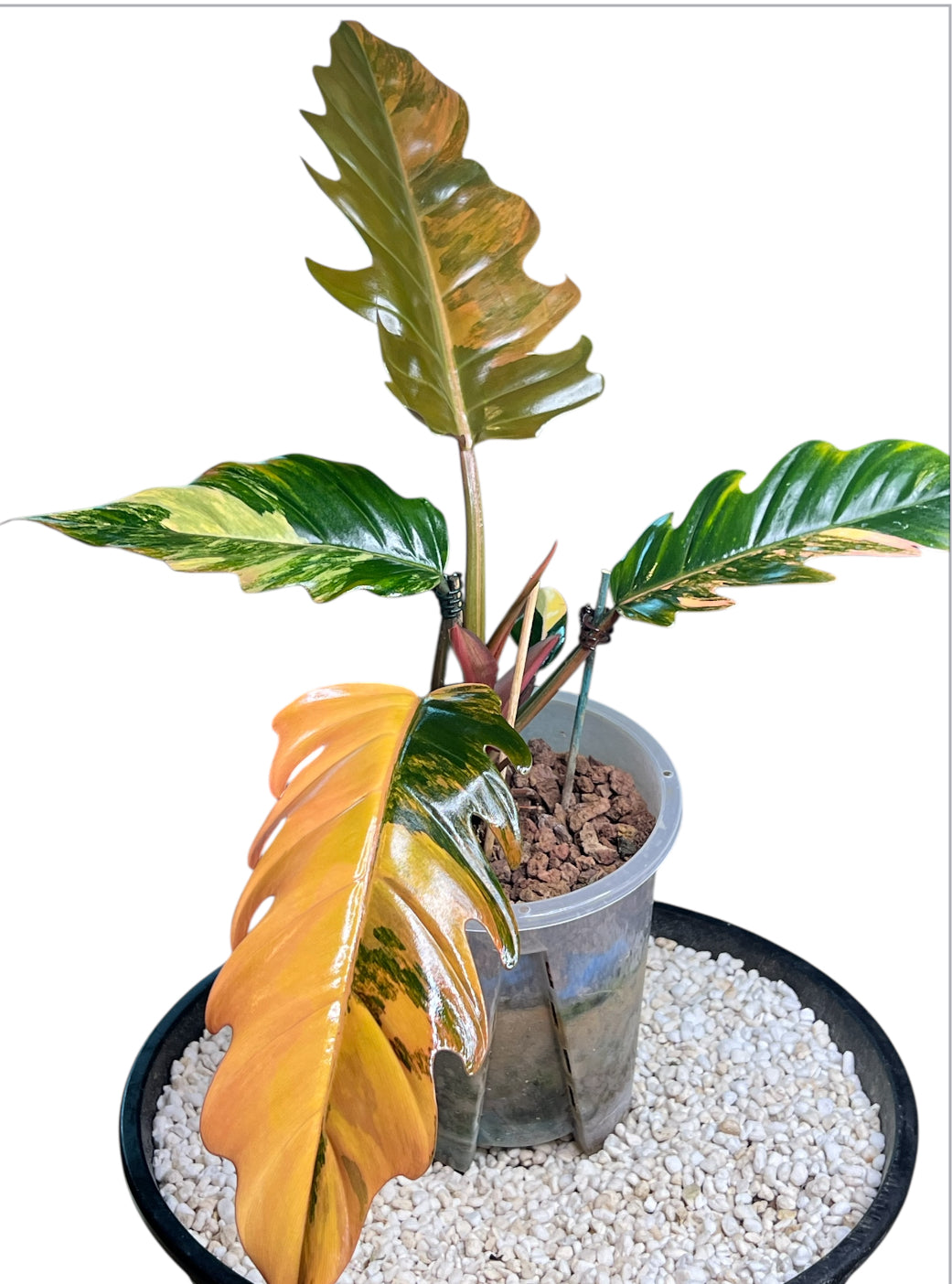 Philodendron Caramel Marble Variegated