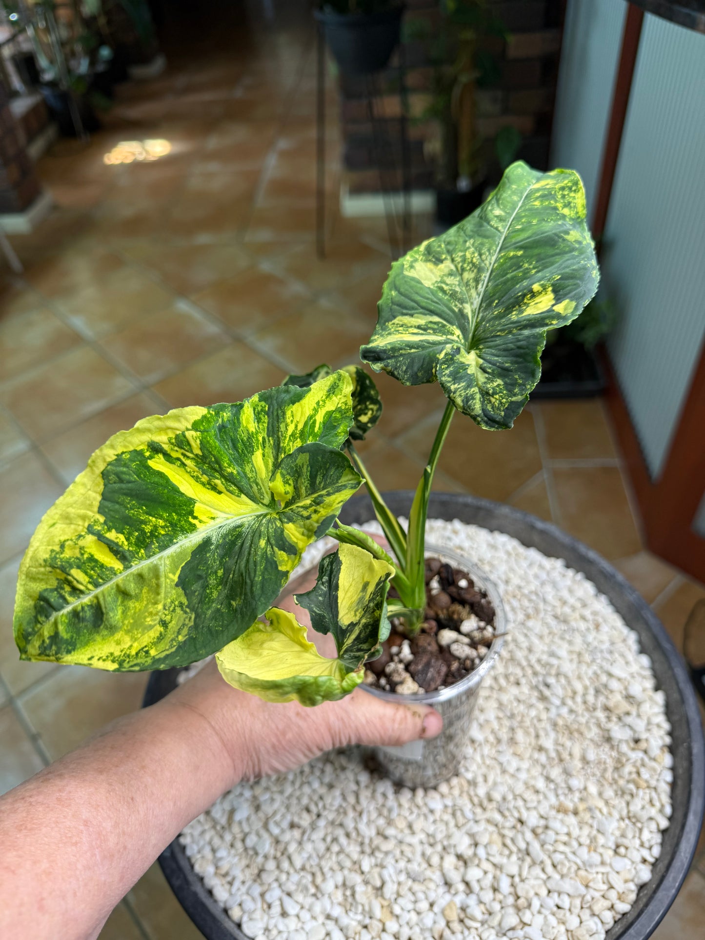 Syngonium Scrambled Eggs - SE1A
