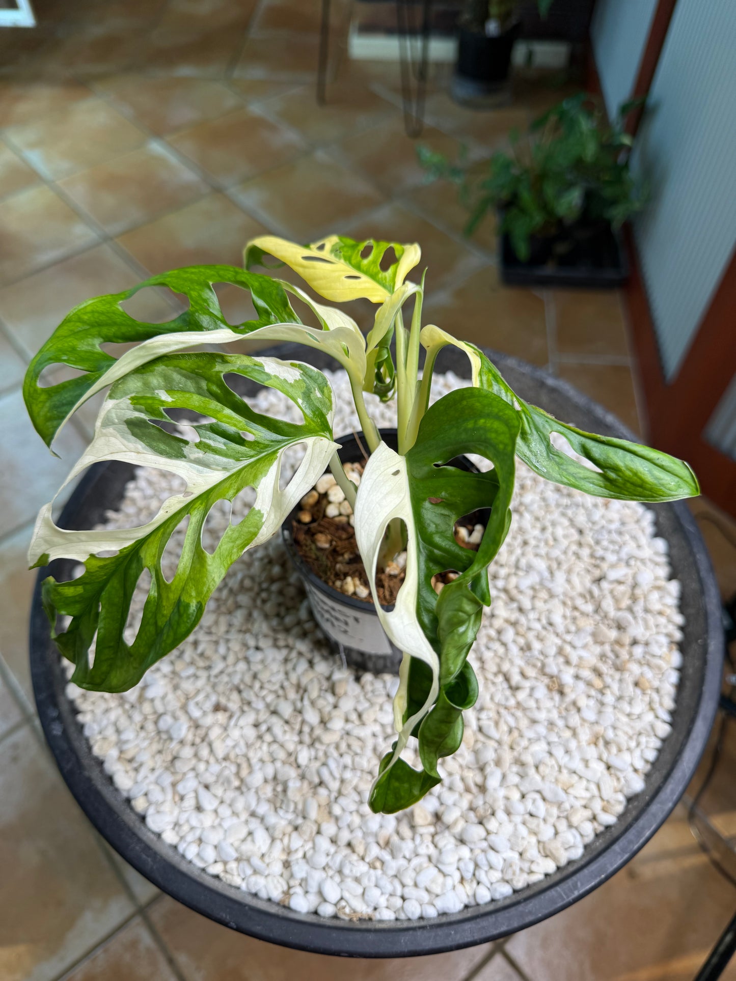 Monstera Adansonii Japanese Tri Colour - MA2