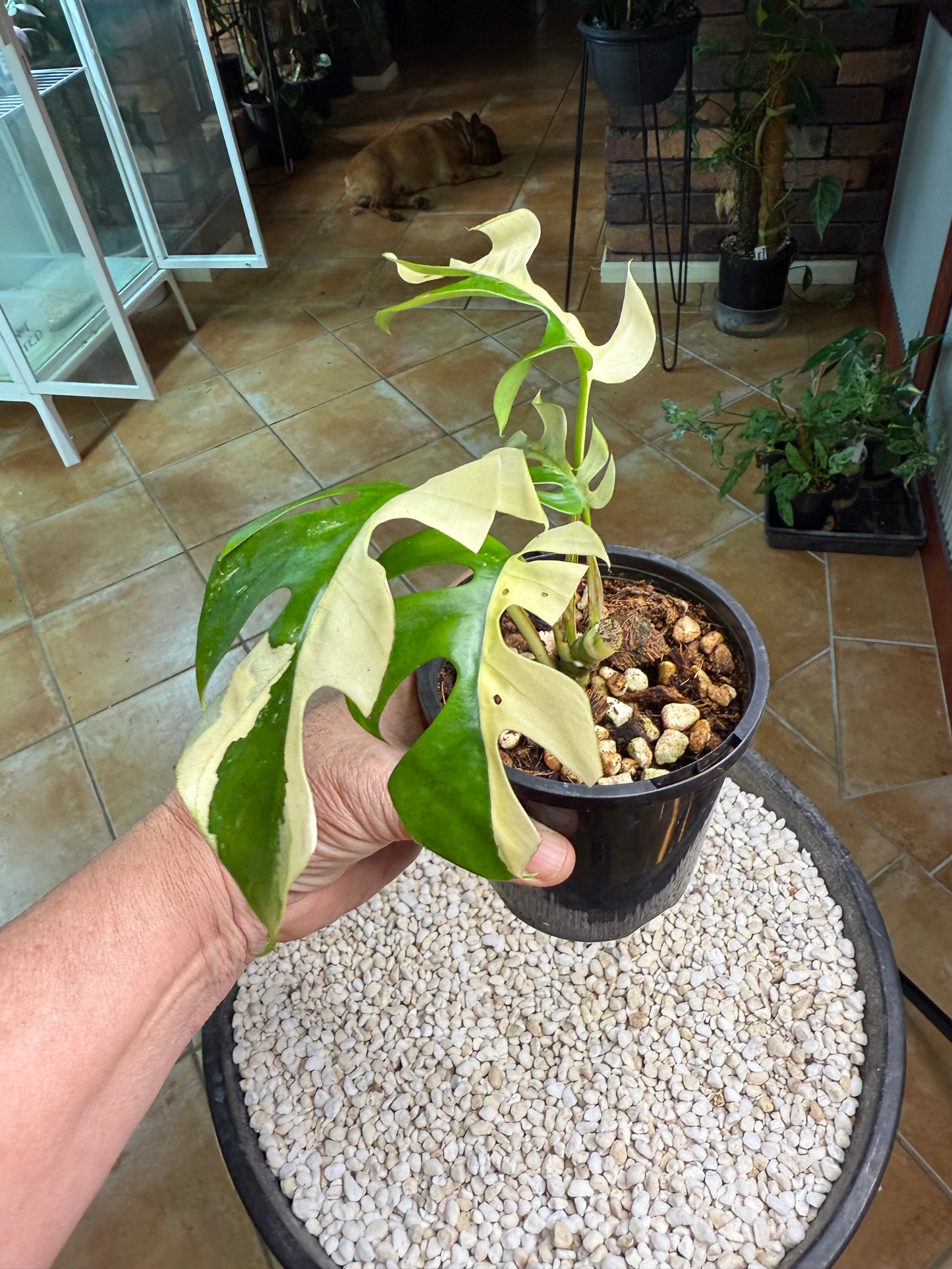 Rhaphidophora Tetrasperma - high Variegation - RTRI