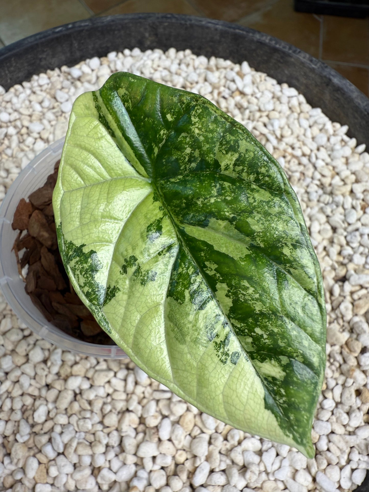 Alocasia Sinuata Variegated - AS1