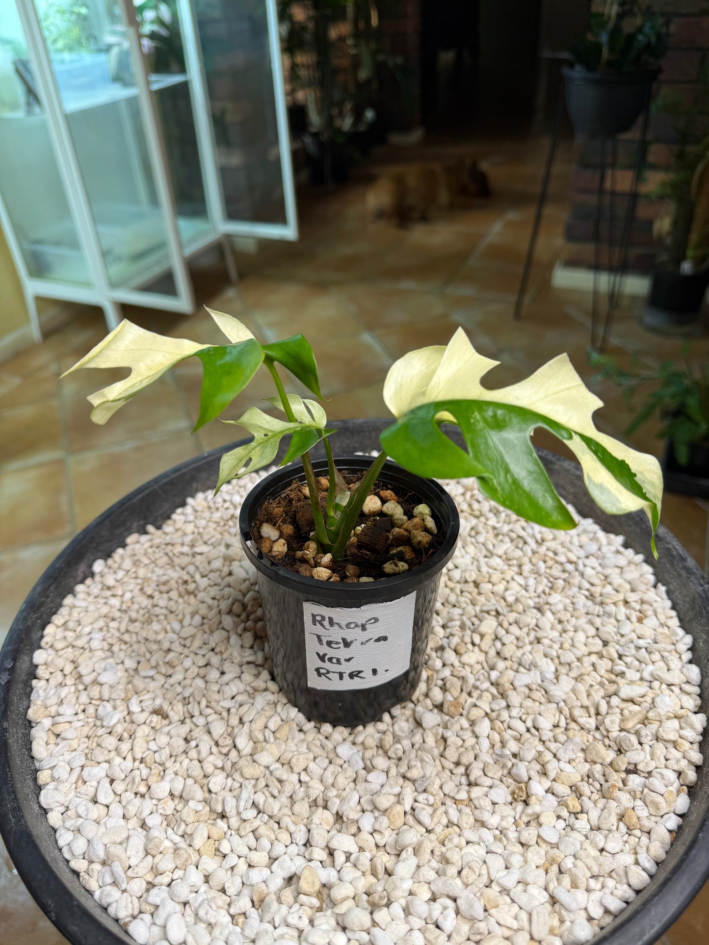 Rhaphidophora Tetrasperma - high Variegation - RTRI