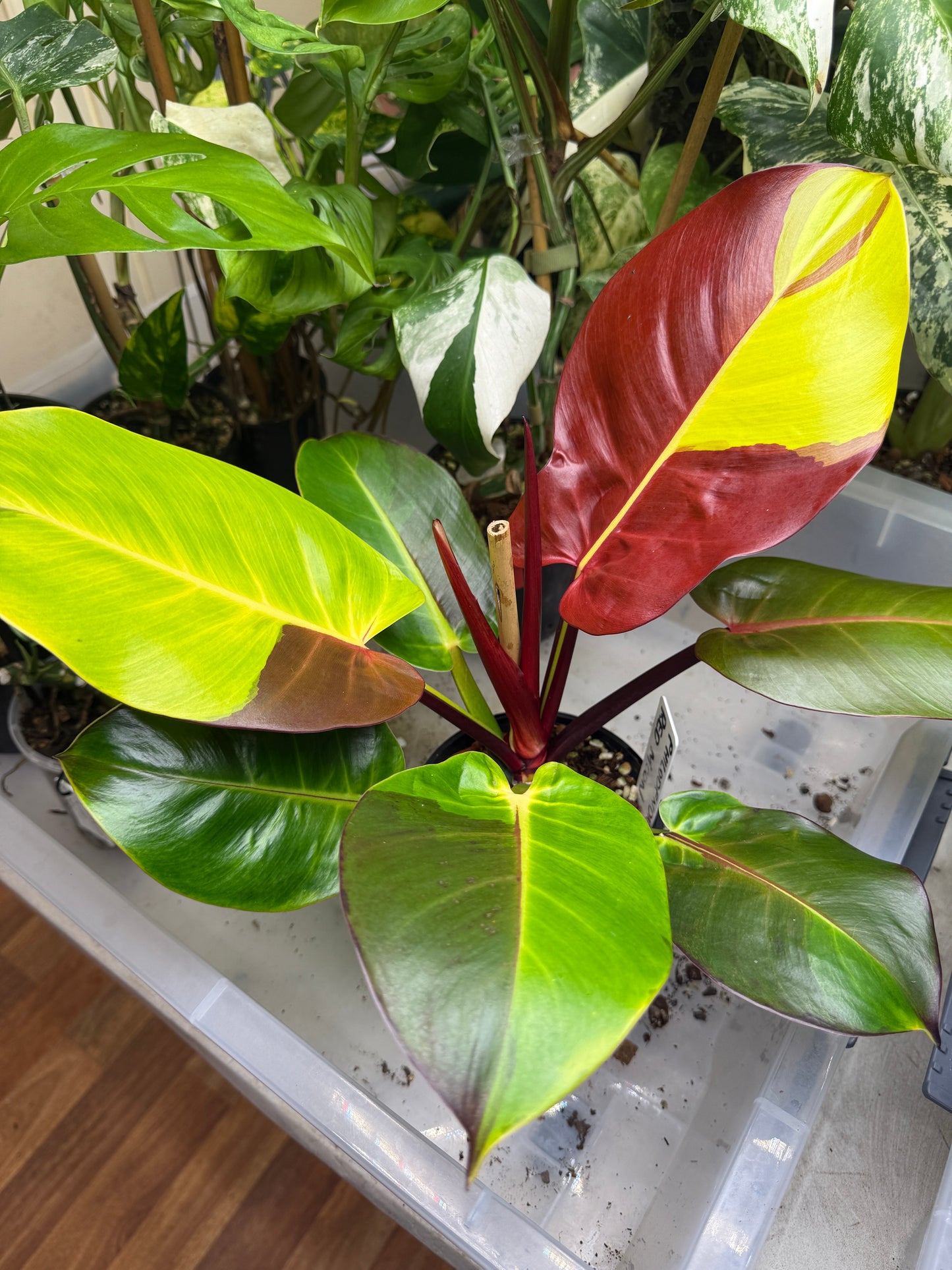 Philodendron Red Moon