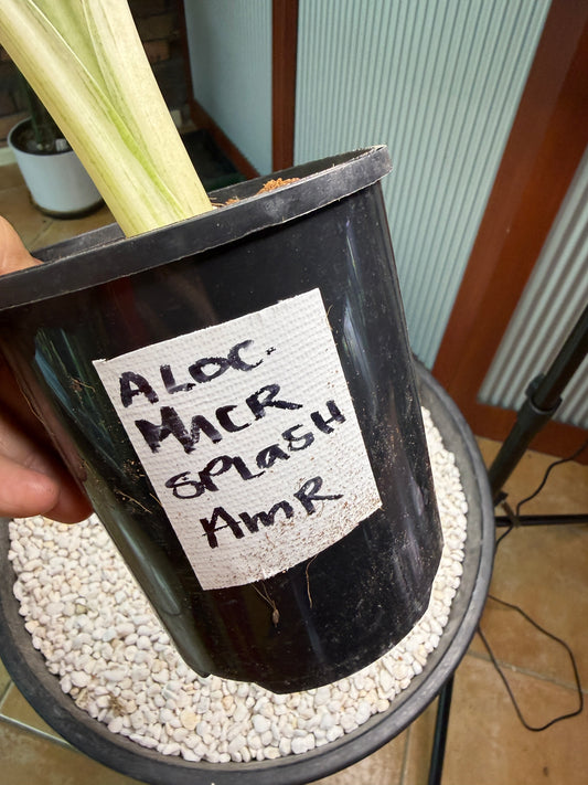 Alocasia Macrorrhizos Splash large - AMR