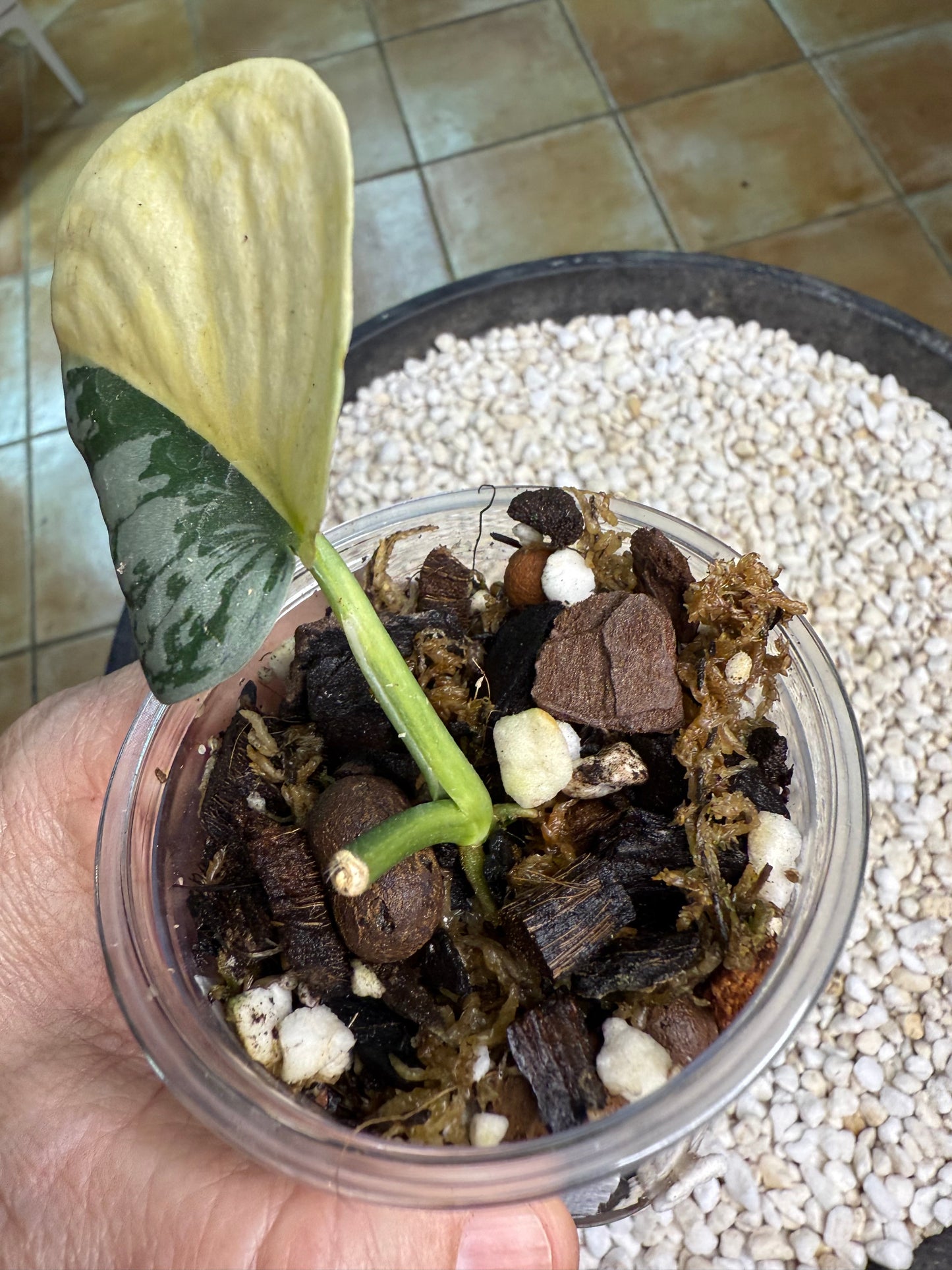 Scindapsus Mayari Aurea - D2