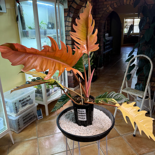 Philodendron Caramel Marble Variegated - PKM4