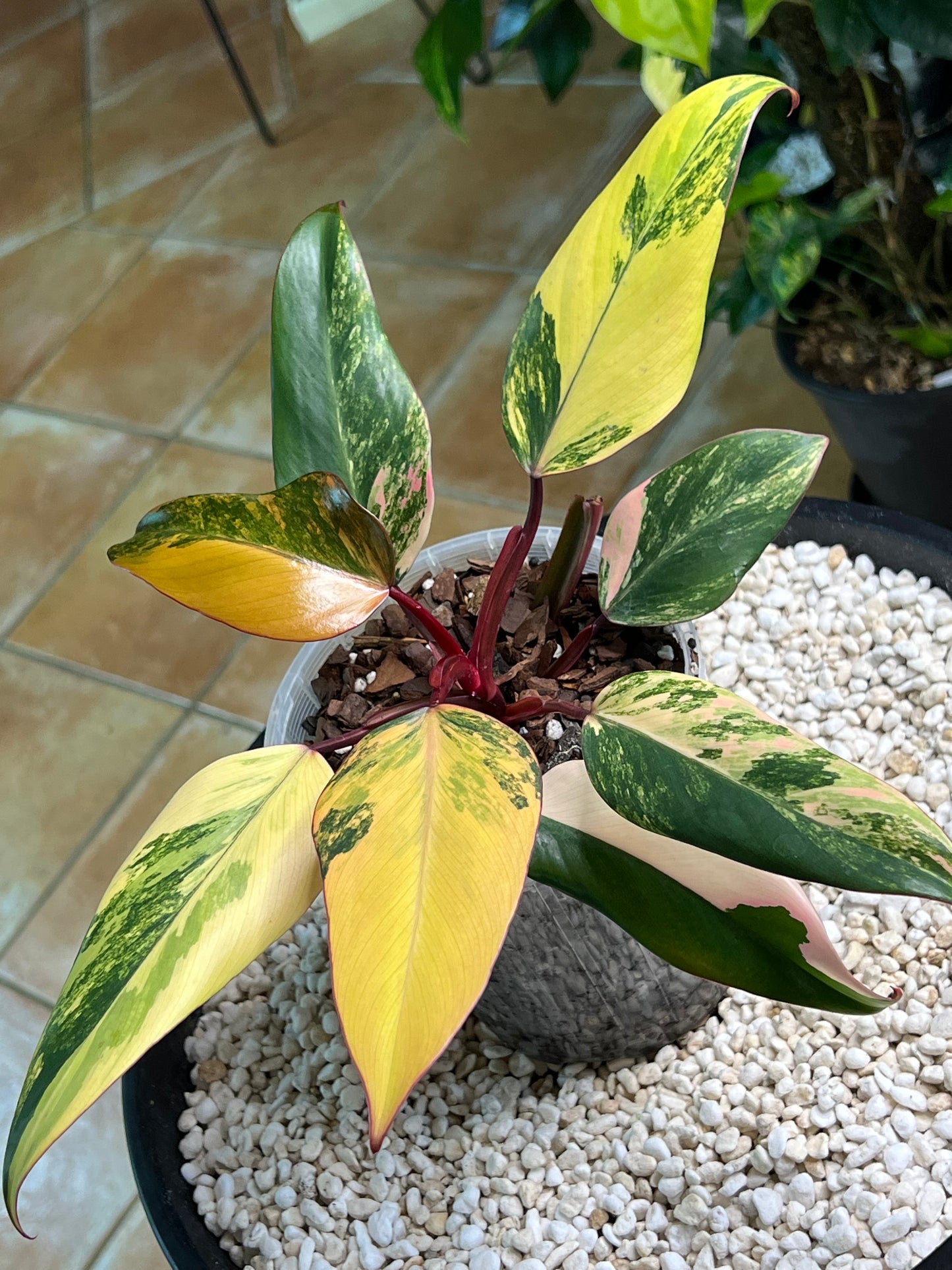 Philodendron Strawberry Shake
