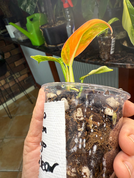 Philodendron Green Congo Nuclear - PGNC 2