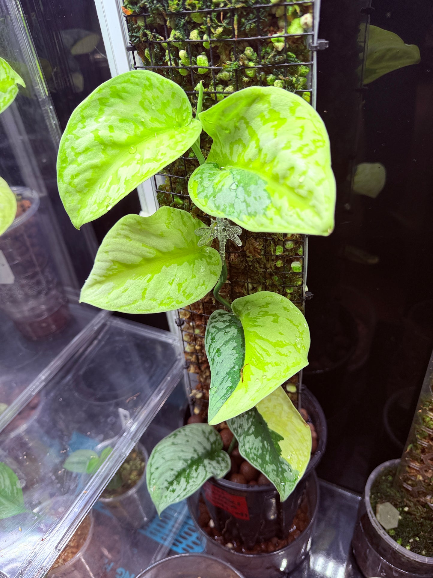 Scindapsus Mayari Aurea Totem