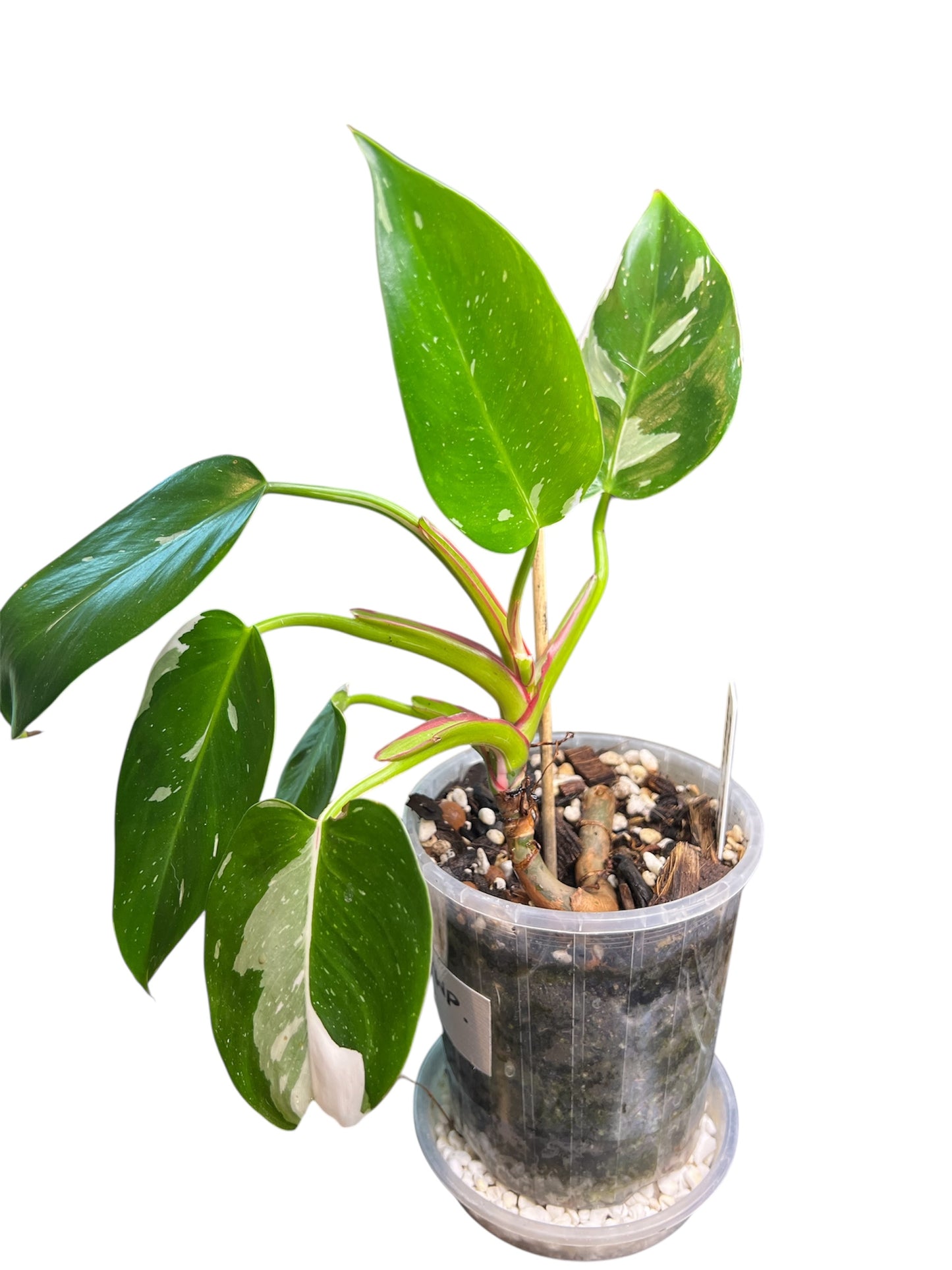 Philodendron White Princess