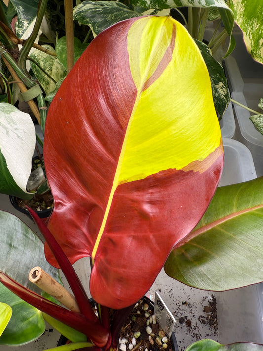 Philodendron Red Moon