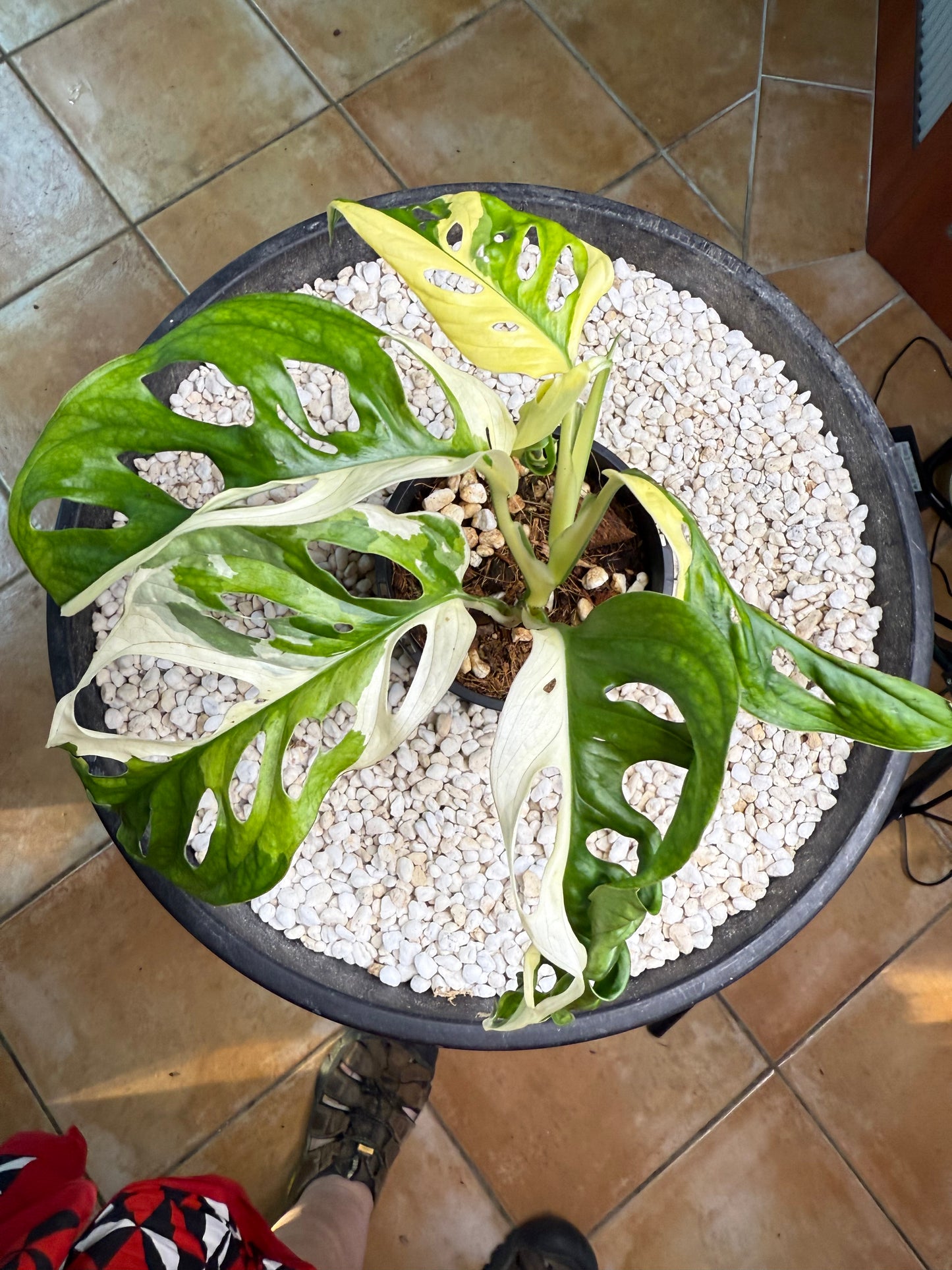 Monstera Adansonii Japanese Tri Colour - MA2