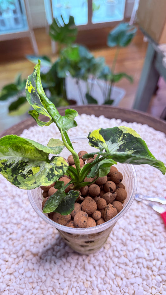 Syngonium Scrambled Eggs - SEa