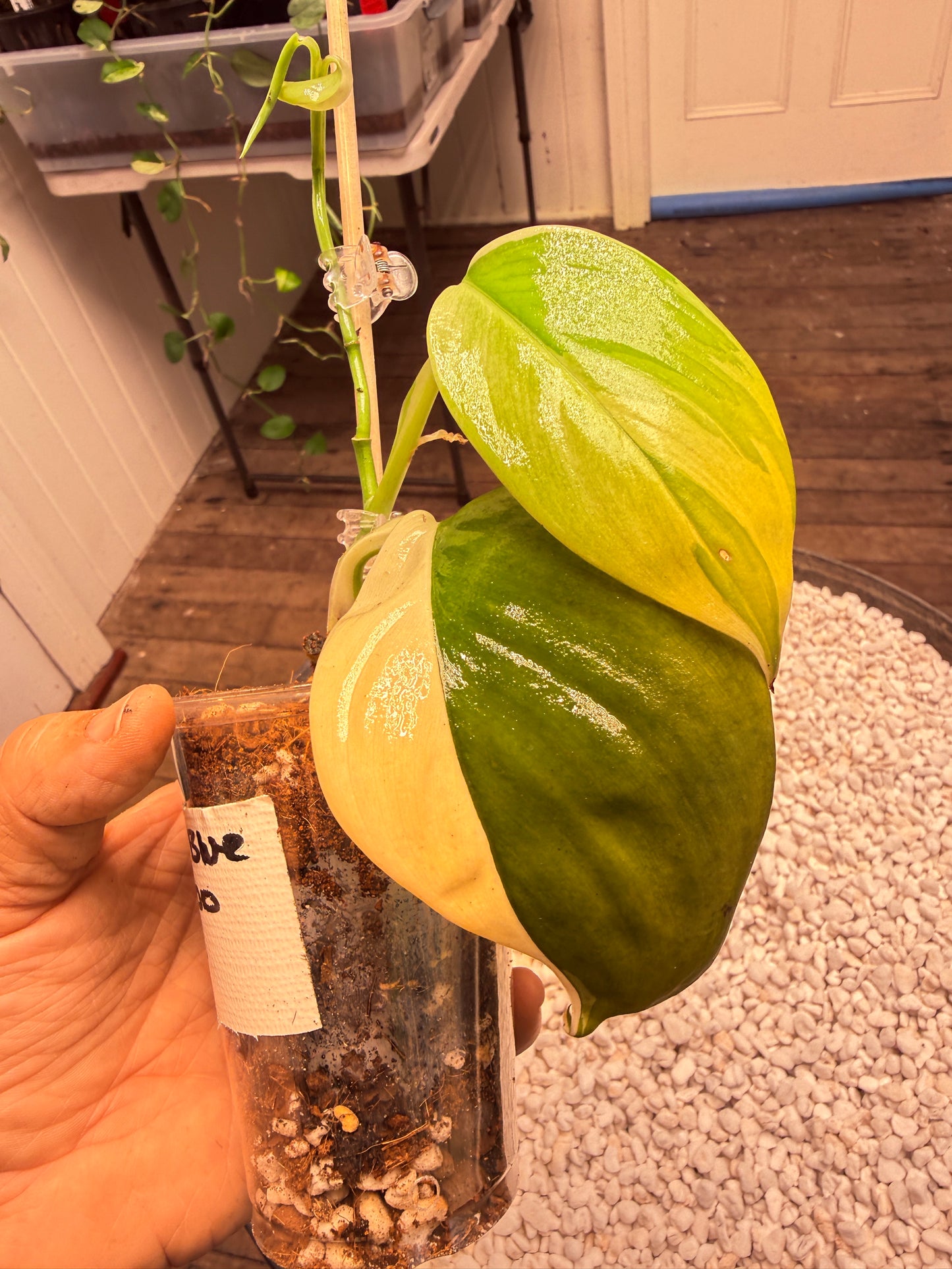 Scindapsus Blue Albo