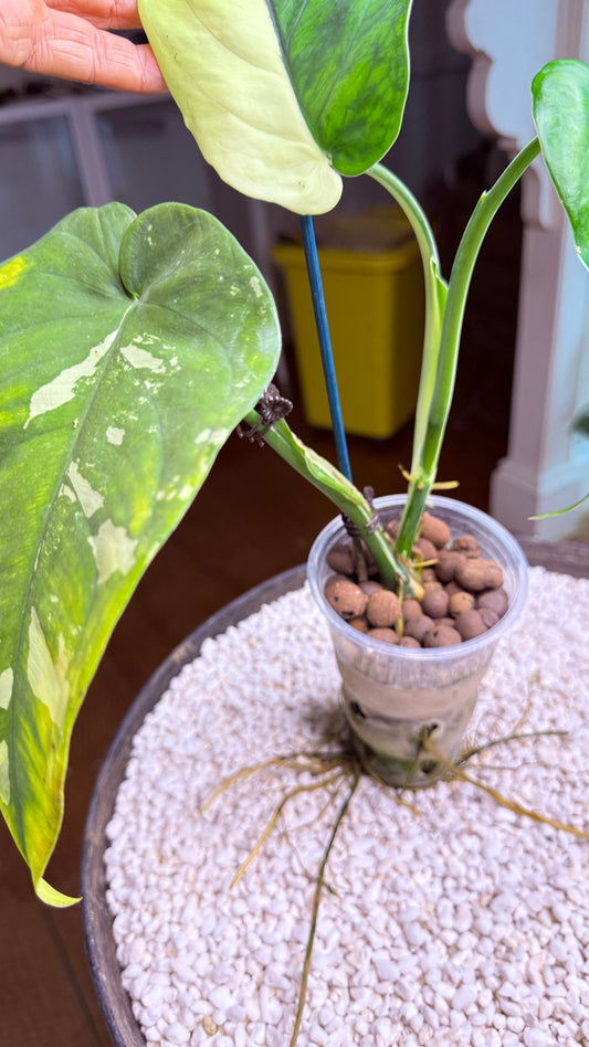 Syngonium Chiapense Variegated - SVC