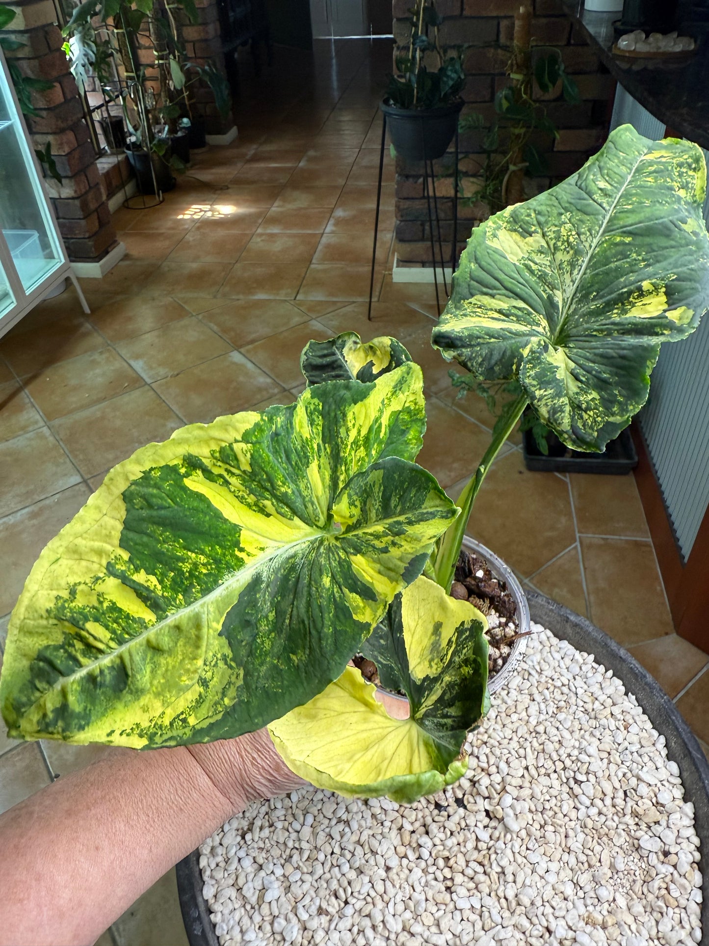 Syngonium Scrambled Eggs - SE1A