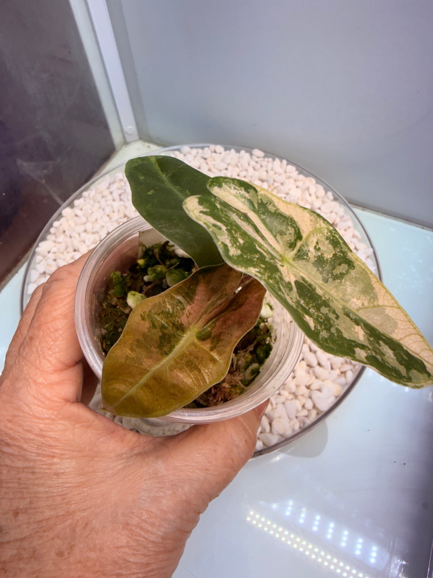 Alocasia Pseudo Sanderiana Pink - non tc corm grown