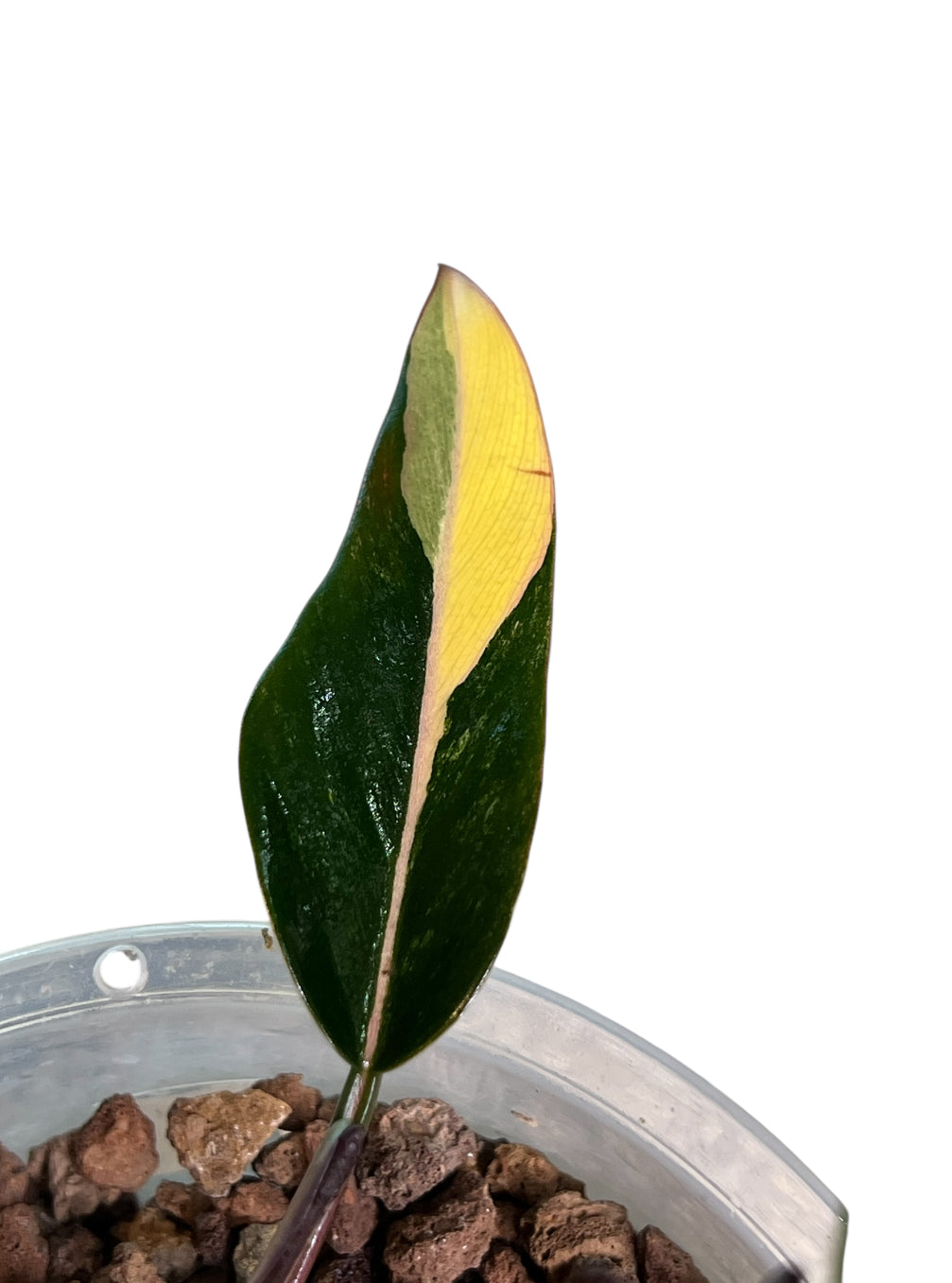 Philodendron Caramel Marble Variegated