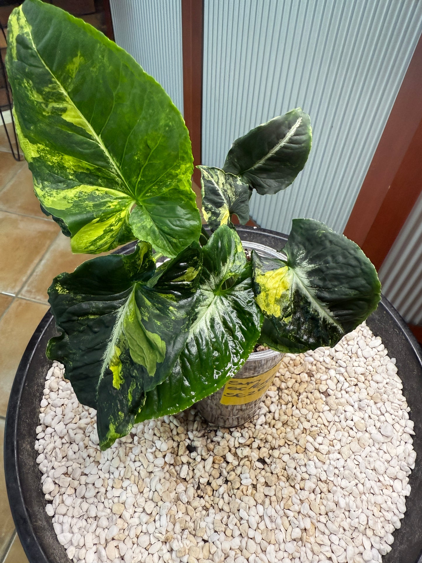 Syngonium Scrambled Eggs - SE2B