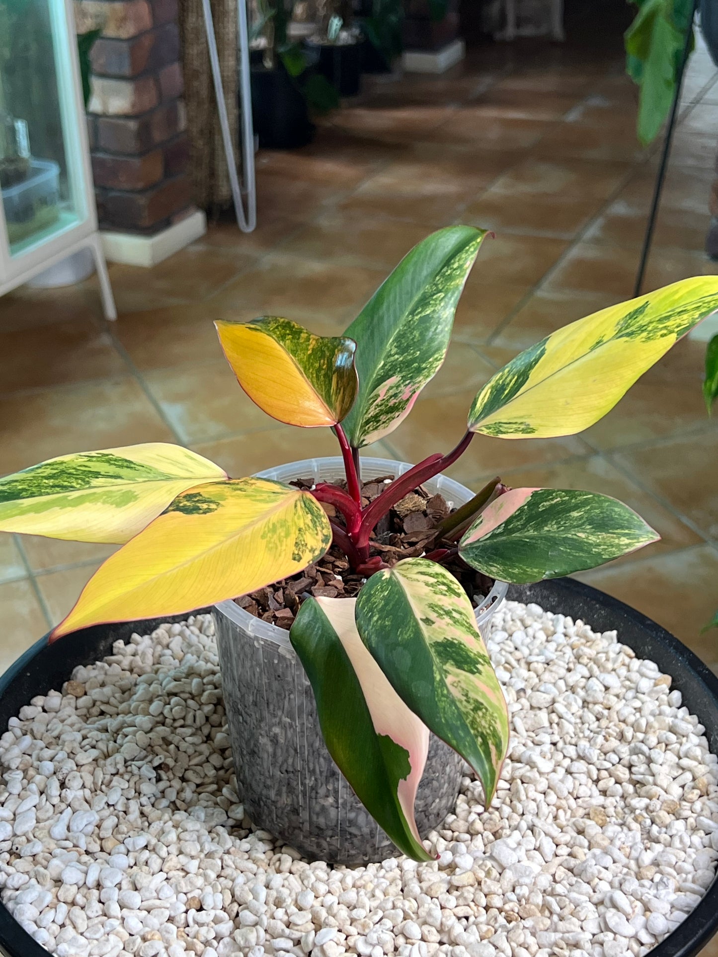 Philodendron Strawberry Shake