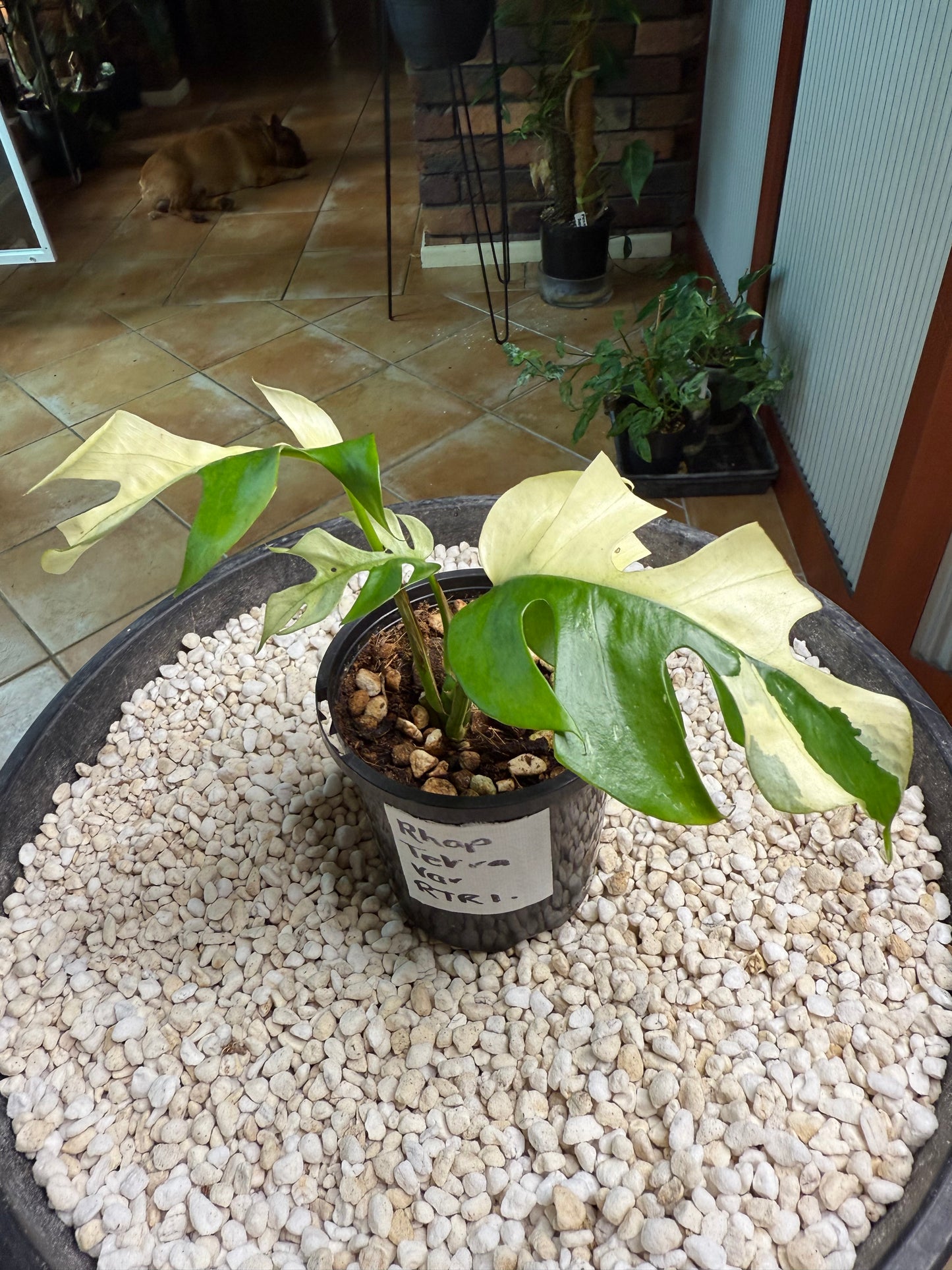 Rhaphidophora Tetrasperma - high Variegation - RTRI