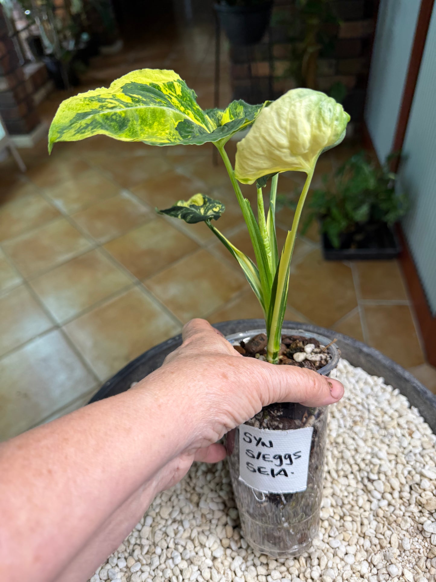 Syngonium Scrambled Eggs - SE1A