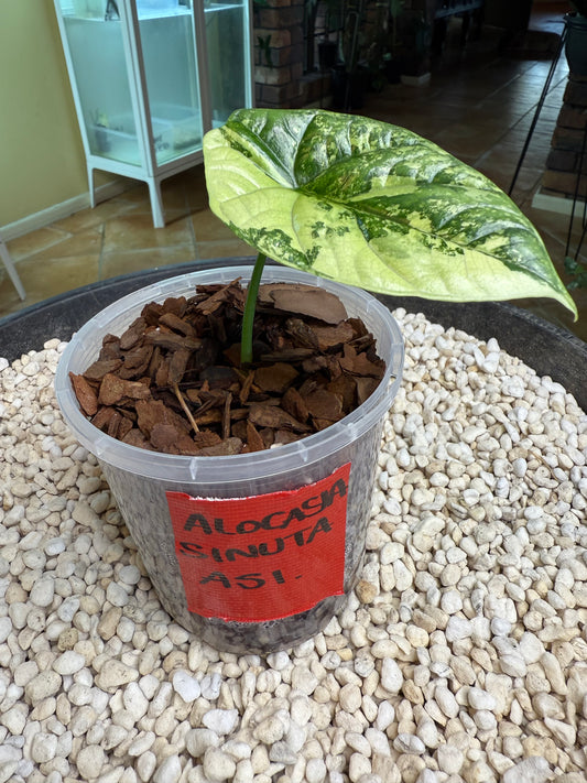 Alocasia Sinuata Variegated - AS1