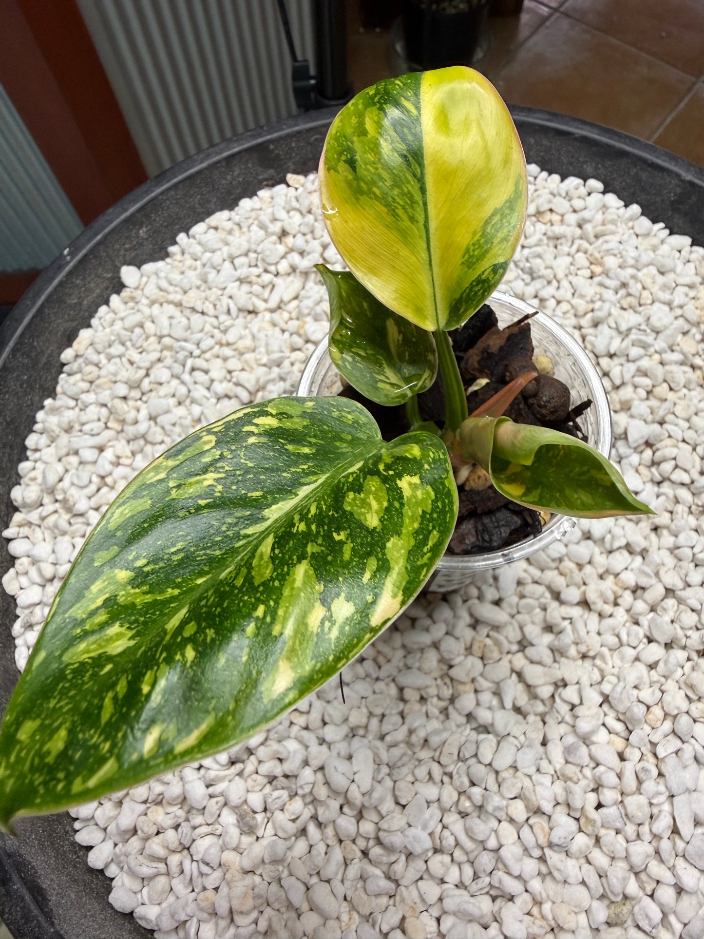 Philodendron Green Congo Nuclear - PGNC 2