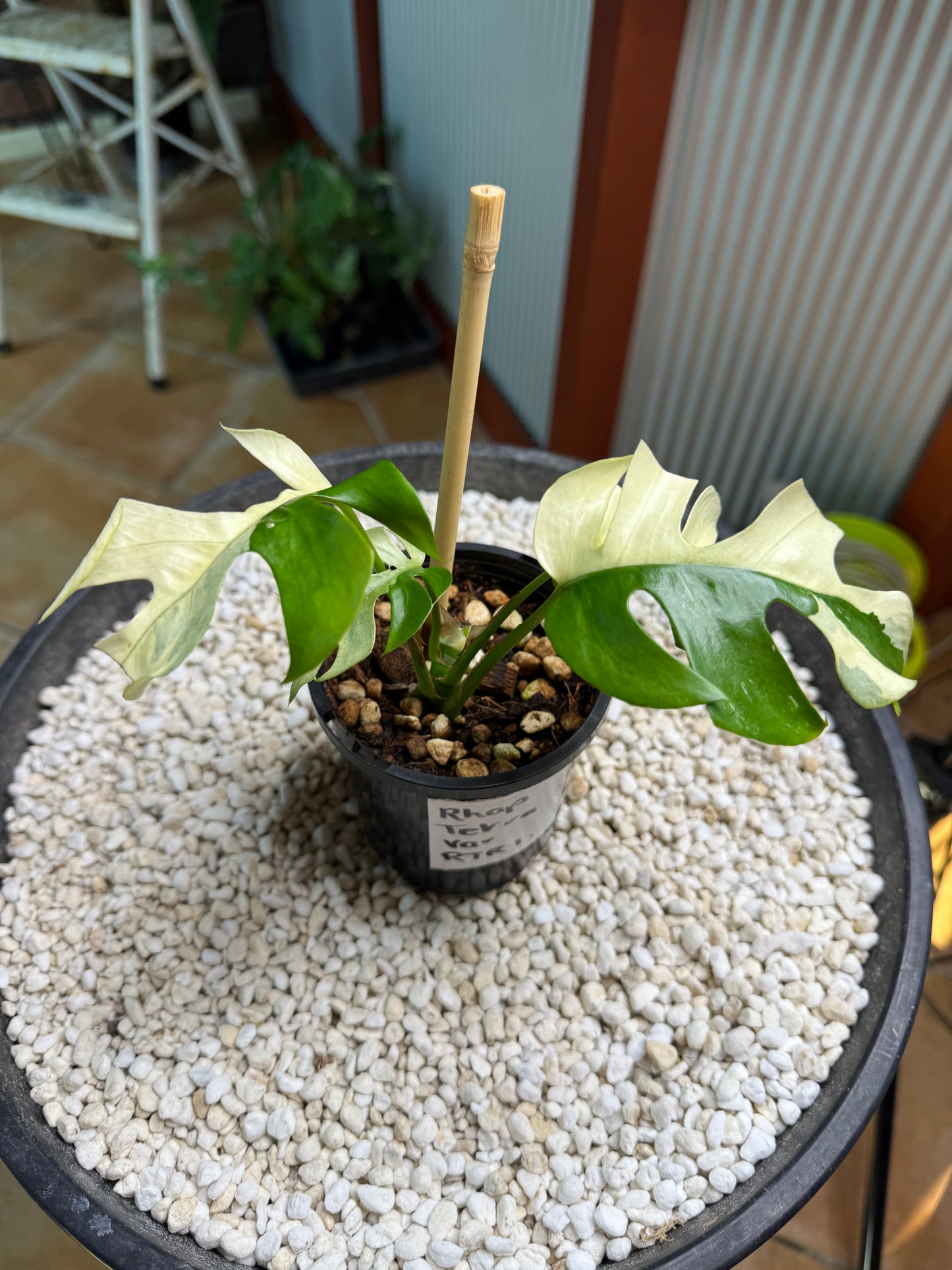 Rhaphidophora Tetrasperma - high Variegation - RTRI