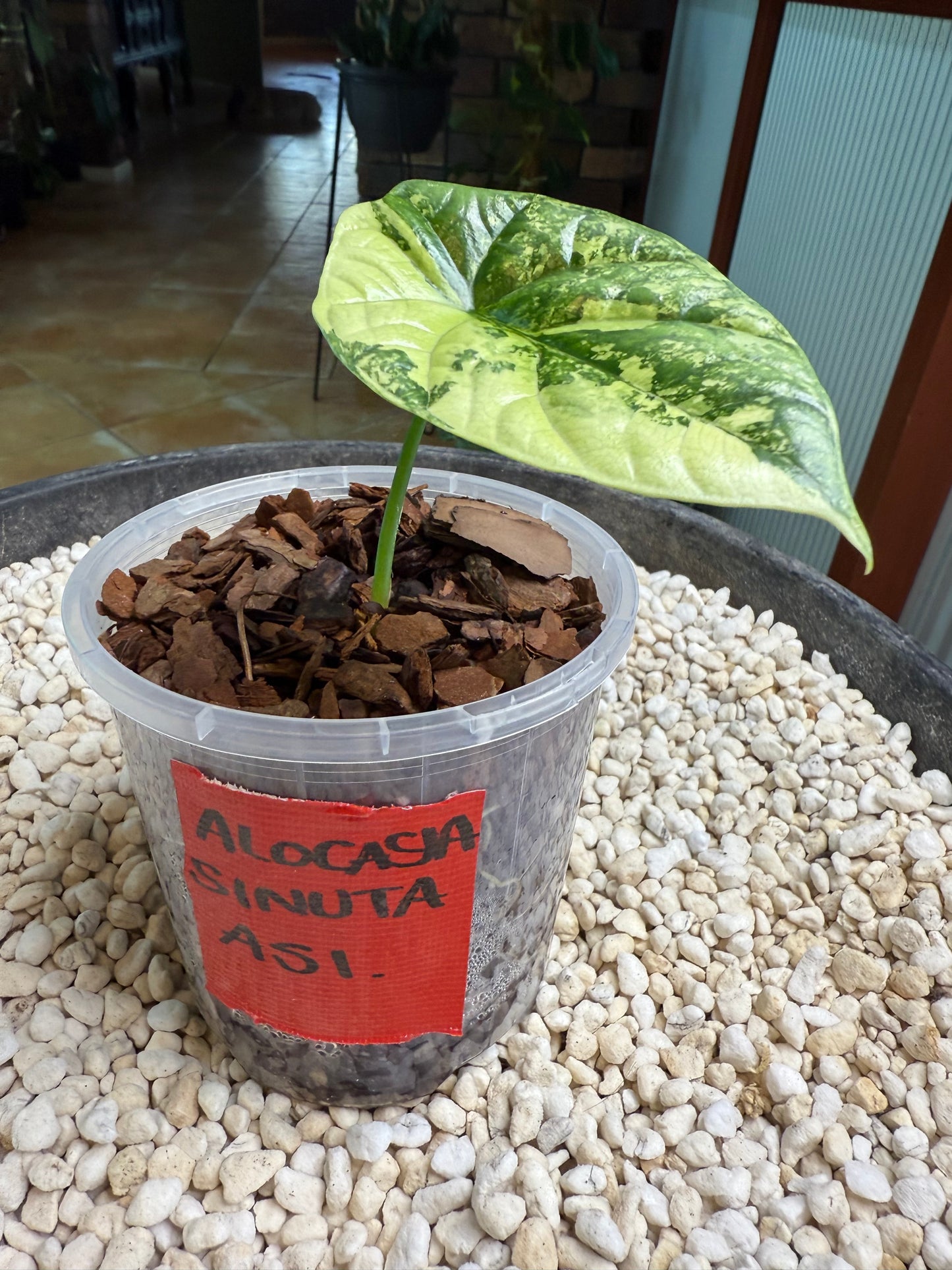 Alocasia Sinuata Variegated - AS1