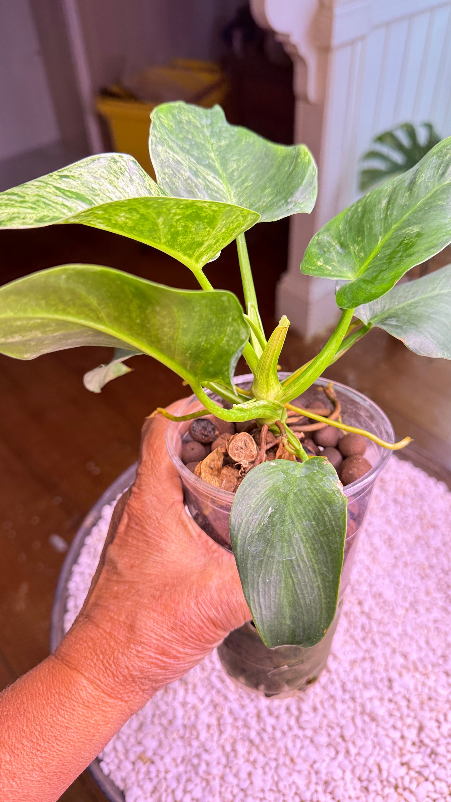 Philodendron Blizzard