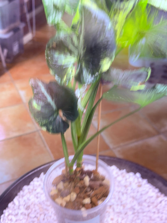 Syngonium Scrambled Eggs - SE5