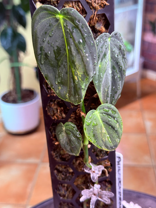 Philodendron Melocronysum Variegated Base - PMV (last video mother before chop)