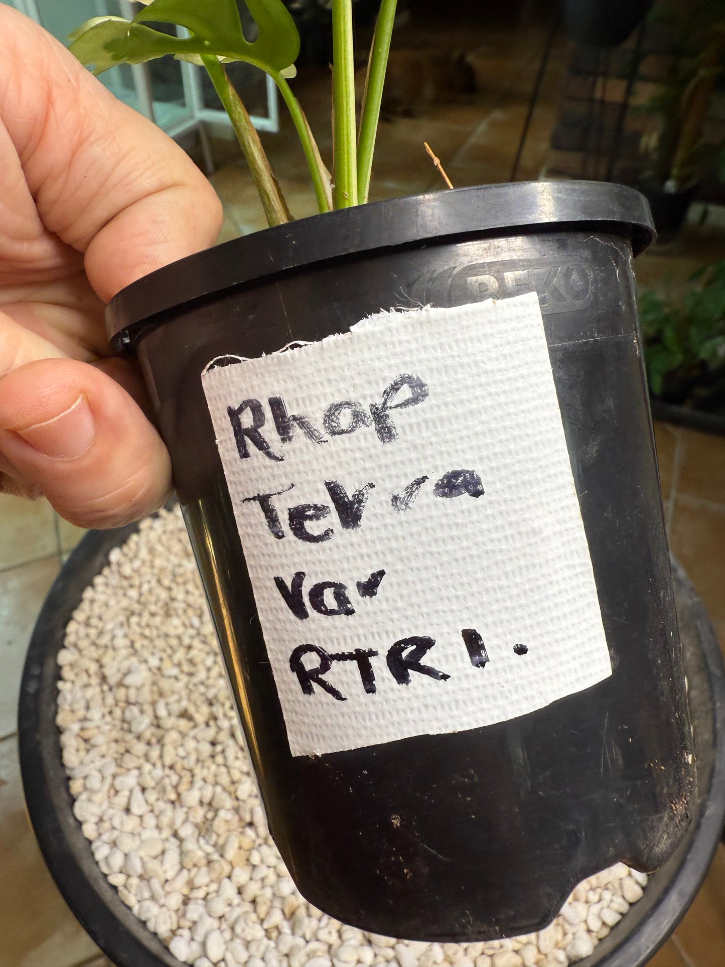 Rhaphidophora Tetrasperma - high Variegation - RTRI