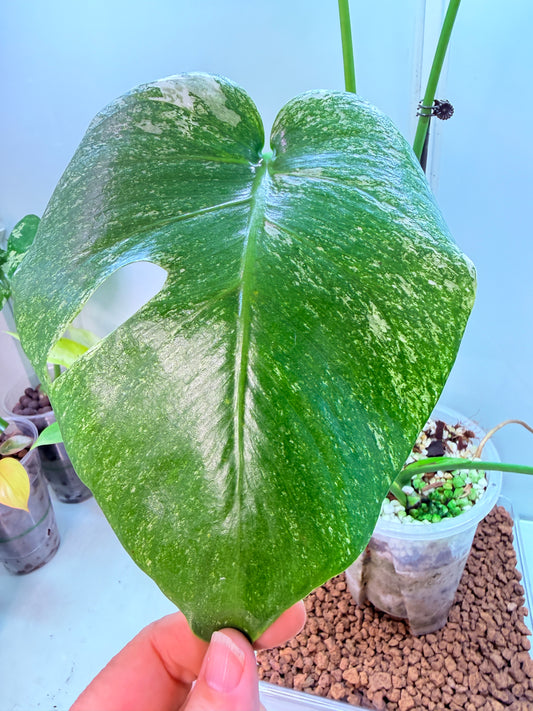 Monstera Mint Large plant Variegation - MM2
