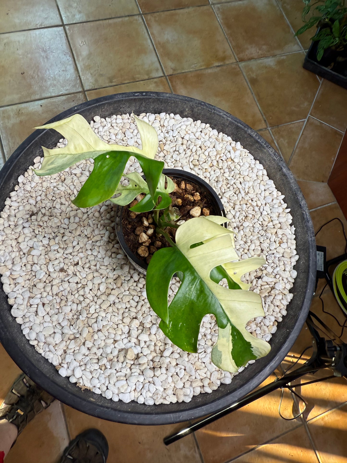 Rhaphidophora Tetrasperma - high Variegation - RTRI