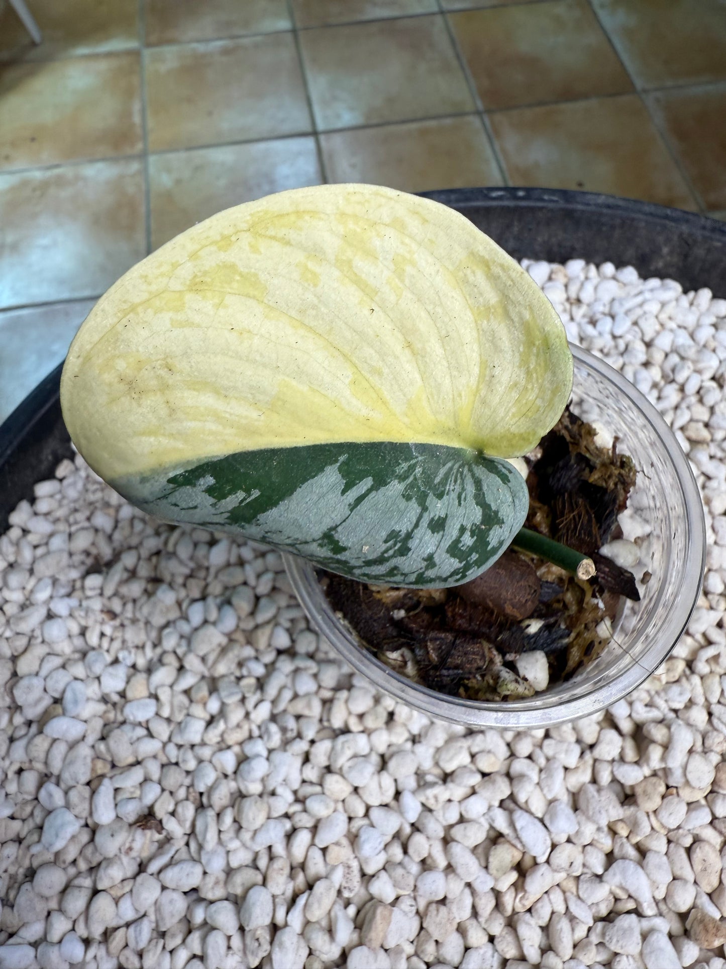 Scindapsus Mayari Aurea - D2