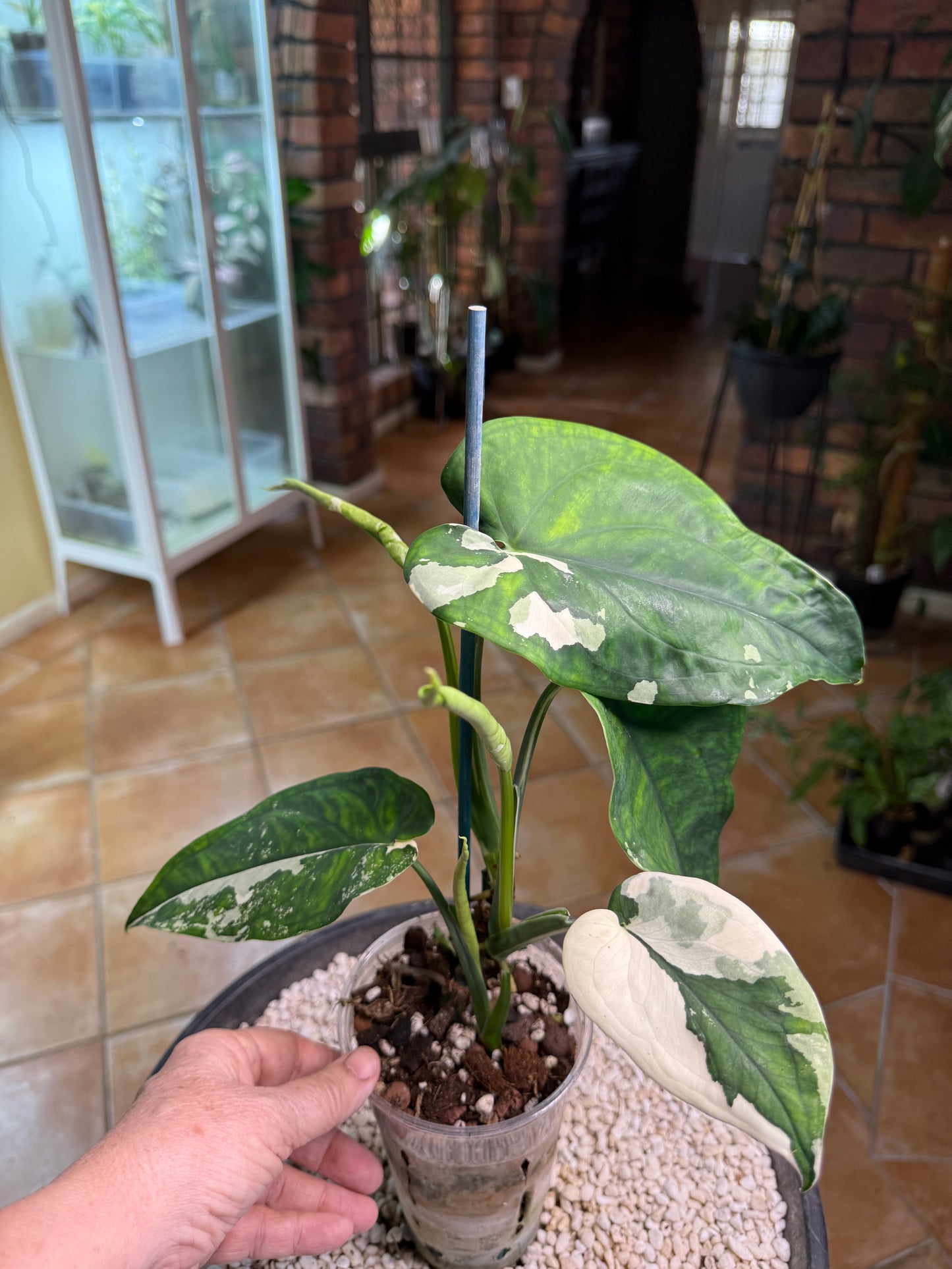 Syngonium Chiapense Variegated 4leaves 3 about to open