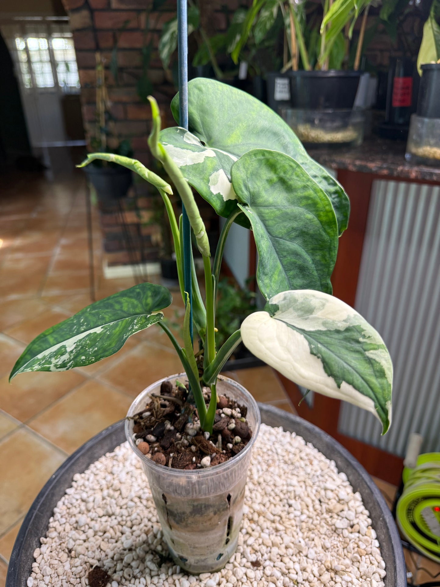 Syngonium Chiapense Variegated 4leaves 3 about to open