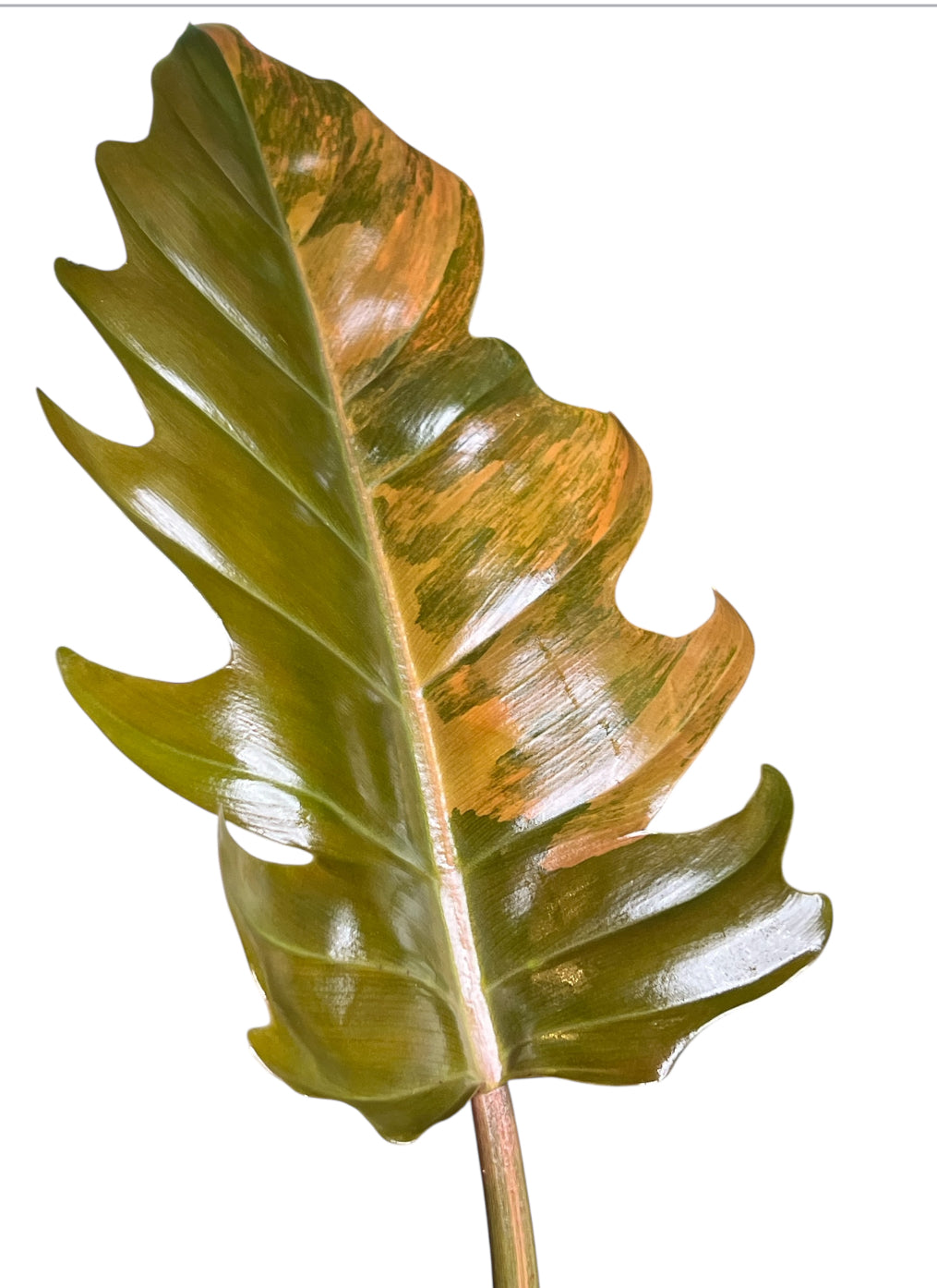 Philodendron Caramel Marble Variegated
