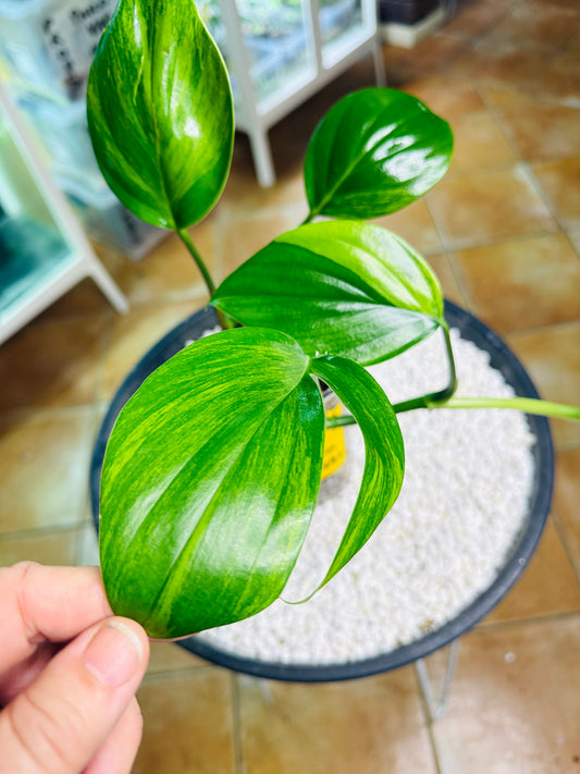 Rhaphidophora Decursiva Variegated (Dragons Tail)